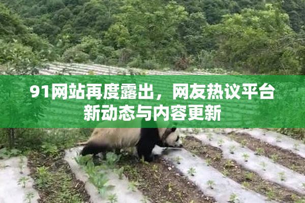 91网站再度露出，网友热议平台新动态与内容更新