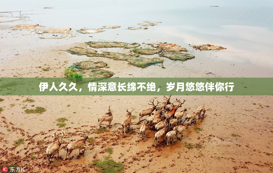 伊人久久，情深意长绵不绝，岁月悠悠伴你行