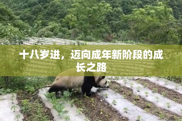 十八岁进，迈向成年新阶段的成长之路