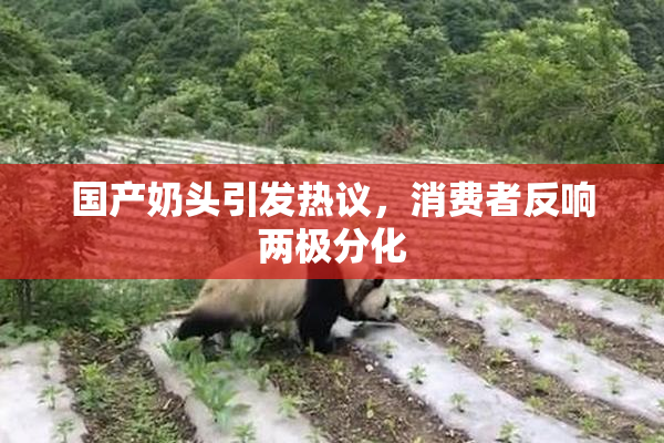 国产奶头引发热议，消费者反响两极分化