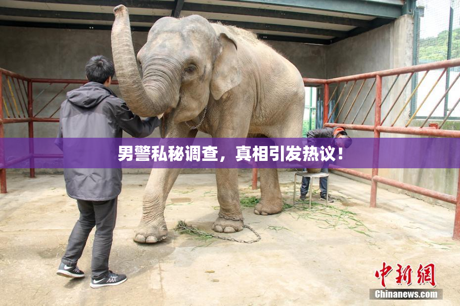 男警私秘调查，真相引发热议！