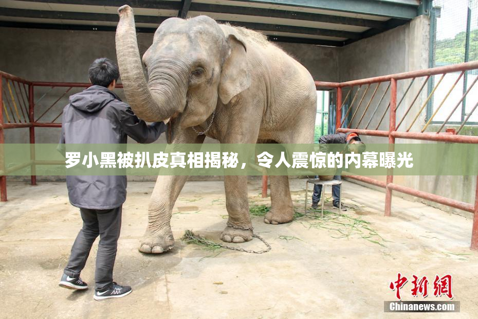 罗小黑被扒皮真相揭秘，令人震惊的内幕曝光