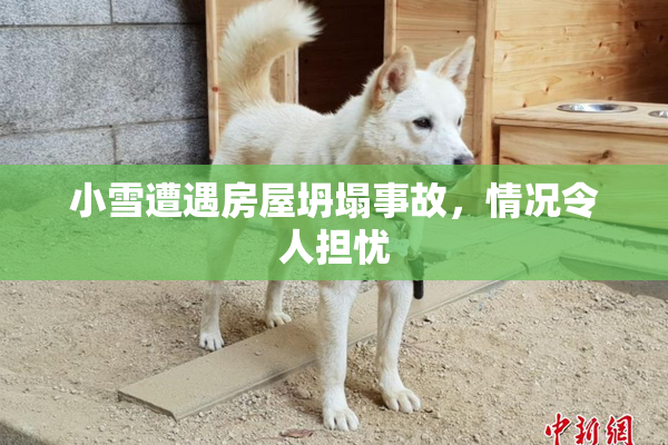 小雪遭遇房屋坍塌事故，情况令人担忧