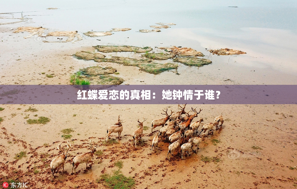 红蝶爱恋的真相：她钟情于谁？