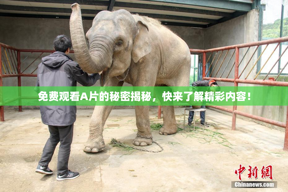 免费观看A片的秘密揭秘，快来了解精彩内容！