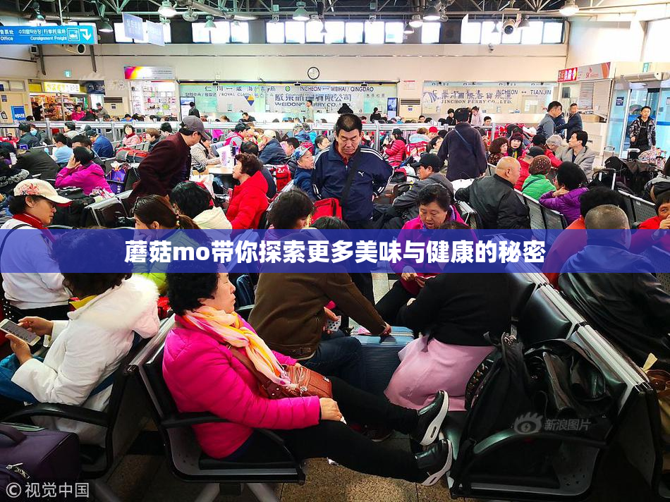 蘑菇mo带你探索更多美味与健康的秘密