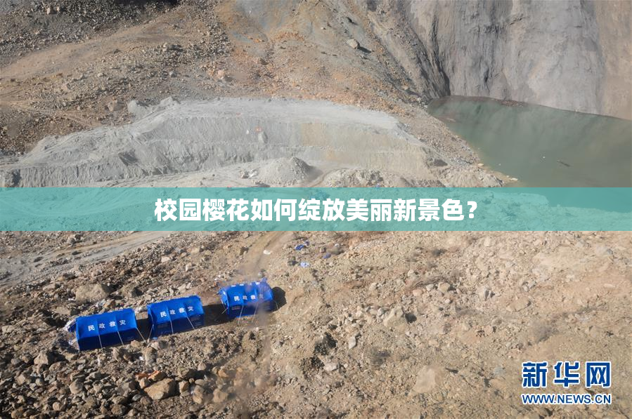 校园樱花如何绽放美丽新景色？
