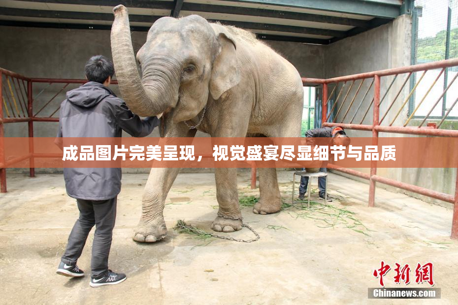 成品图片完美呈现，视觉盛宴尽显细节与品质