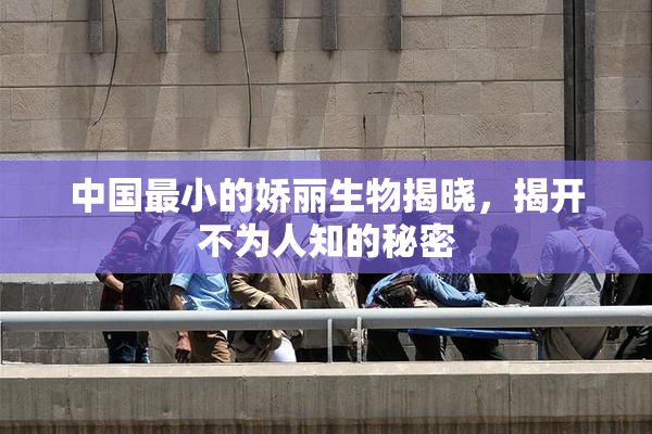 中国最小的娇丽生物揭晓，揭开不为人知的秘密