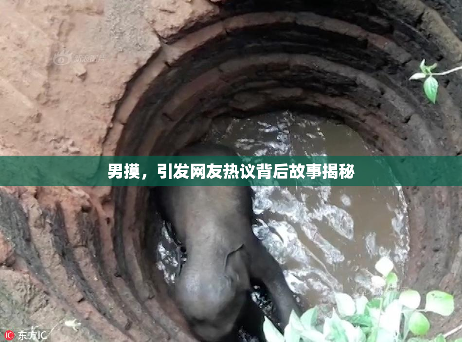 男摸，引发网友热议背后故事揭秘