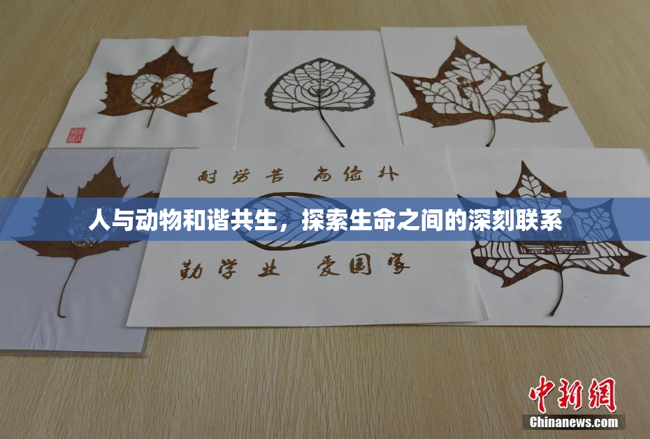 人与动物和谐共生，探索生命之间的深刻联系