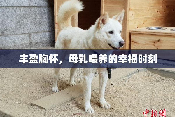 丰盈胸怀，母乳喂养的幸福时刻