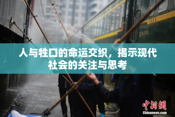 人与牲口的命运交织，揭示现代社会的关注与思考