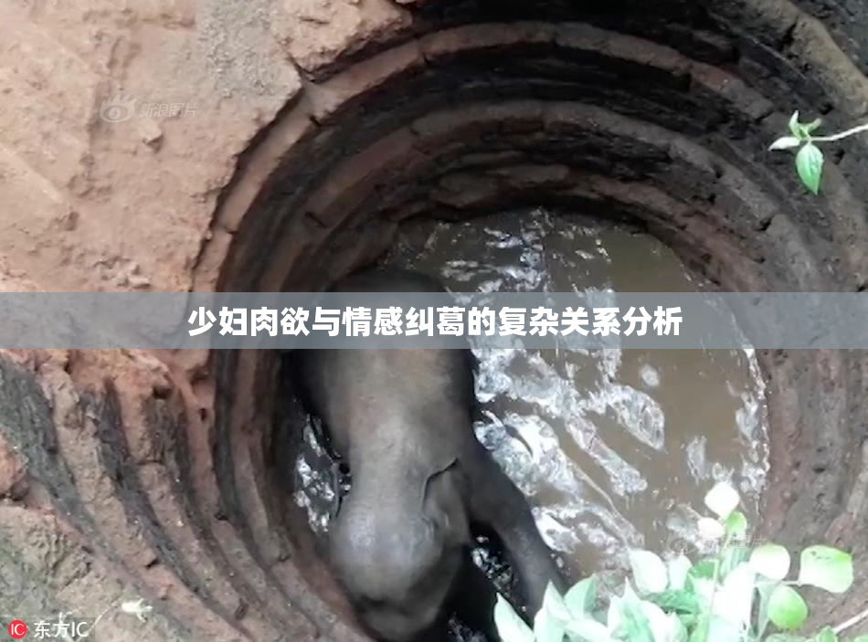 少妇肉欲与情感纠葛的复杂关系分析