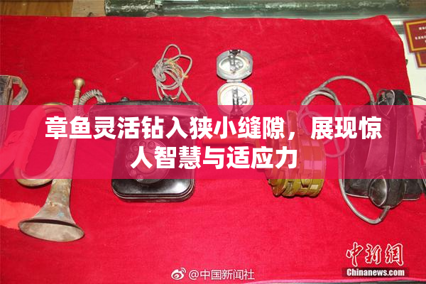 章鱼灵活钻入狭小缝隙，展现惊人智慧与适应力
