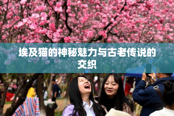 埃及猫的神秘魅力与古老传说的交织