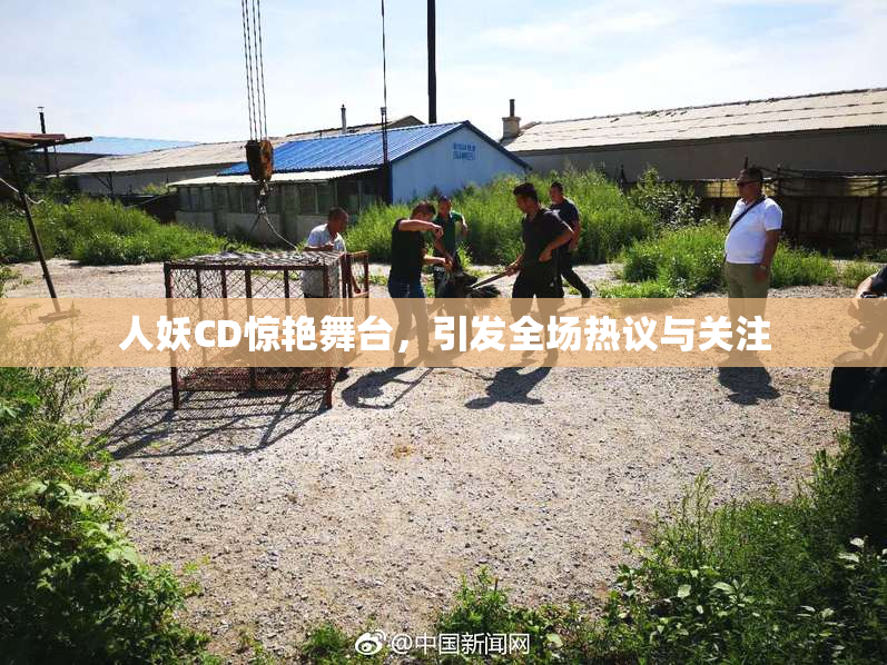 人妖CD惊艳舞台，引发全场热议与关注