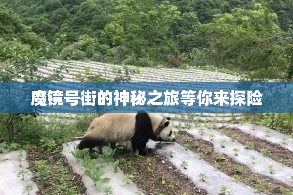 魔镜号街的神秘之旅等你来探险