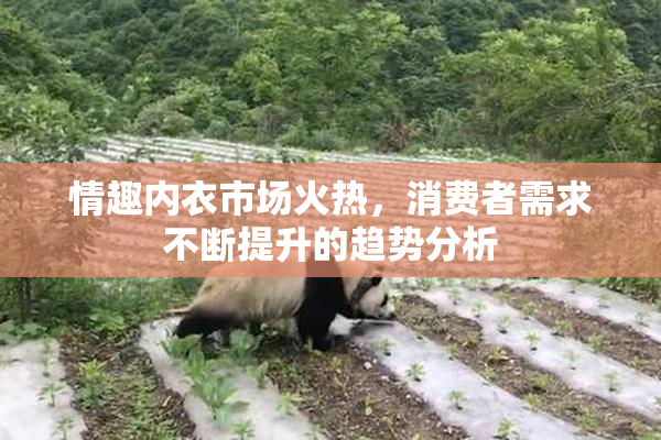 情趣内衣市场火热，消费者需求不断提升的趋势分析