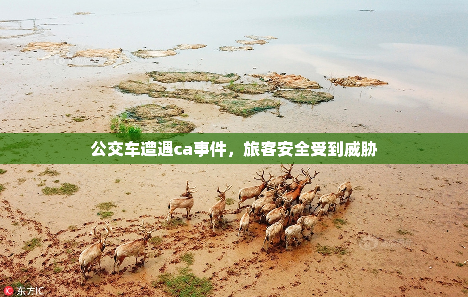公交车遭遇ca事件，旅客安全受到威胁