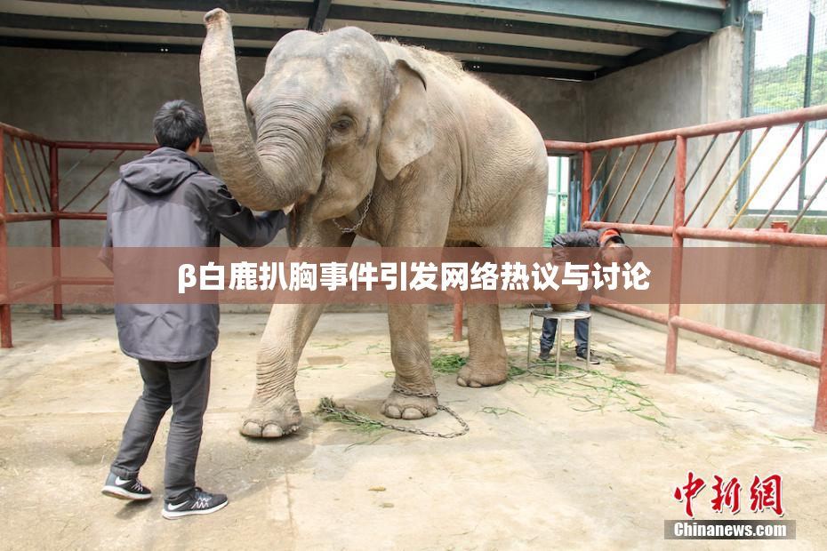 β白鹿扒胸事件引发网络热议与讨论
