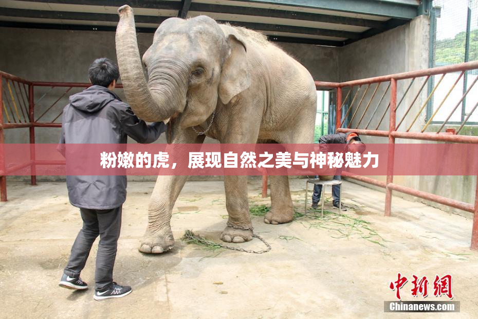 粉嫩的虎，展现自然之美与神秘魅力