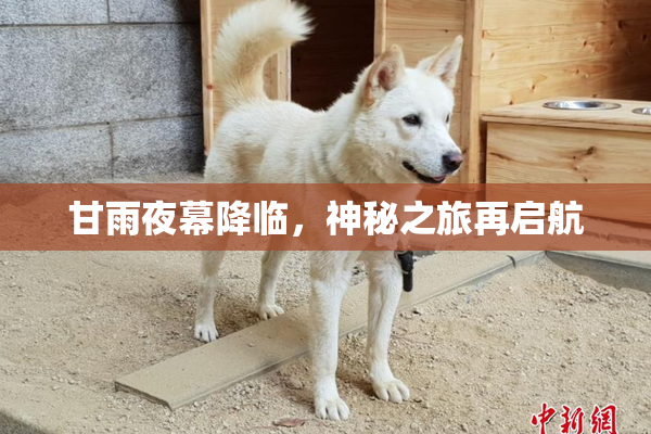 甘雨夜幕降临，神秘之旅再启航