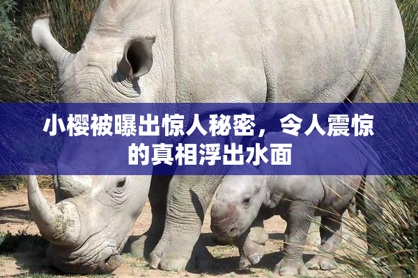 小樱被曝出惊人秘密，令人震惊的真相浮出水面