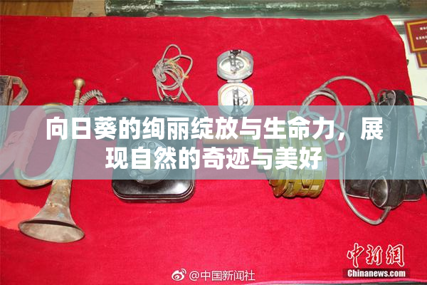 向日葵的绚丽绽放与生命力，展现自然的奇迹与美好