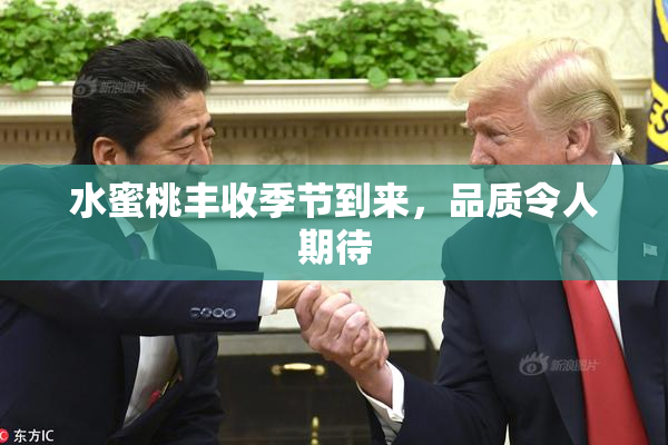 水蜜桃丰收季节到来，品质令人期待