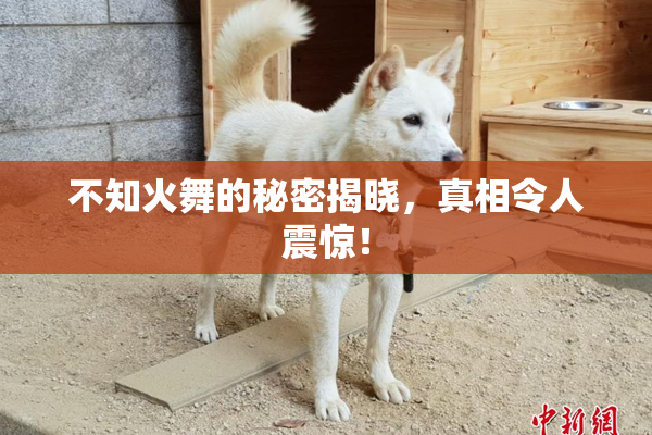 不知火舞的秘密揭晓，真相令人震惊！