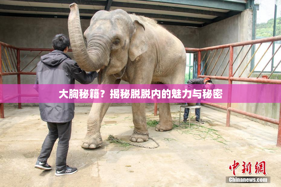 大胸秘籍？揭秘脱脱内的魅力与秘密