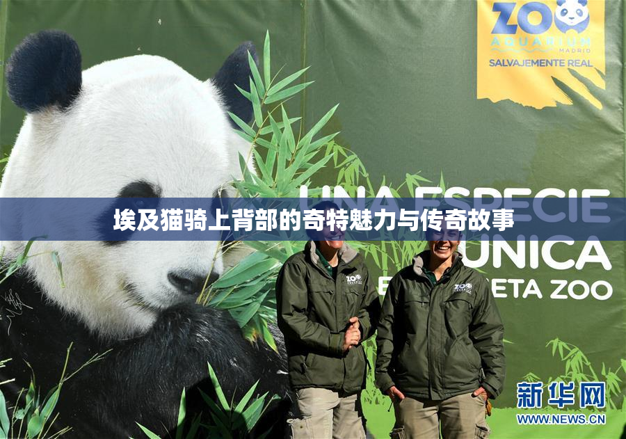 埃及猫骑上背部的奇特魅力与传奇故事