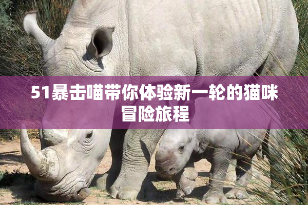 51暴击喵带你体验新一轮的猫咪冒险旅程