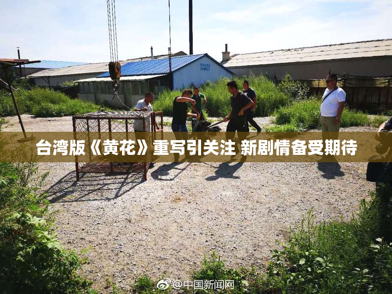台湾版《黄花》重写引关注 新剧情备受期待