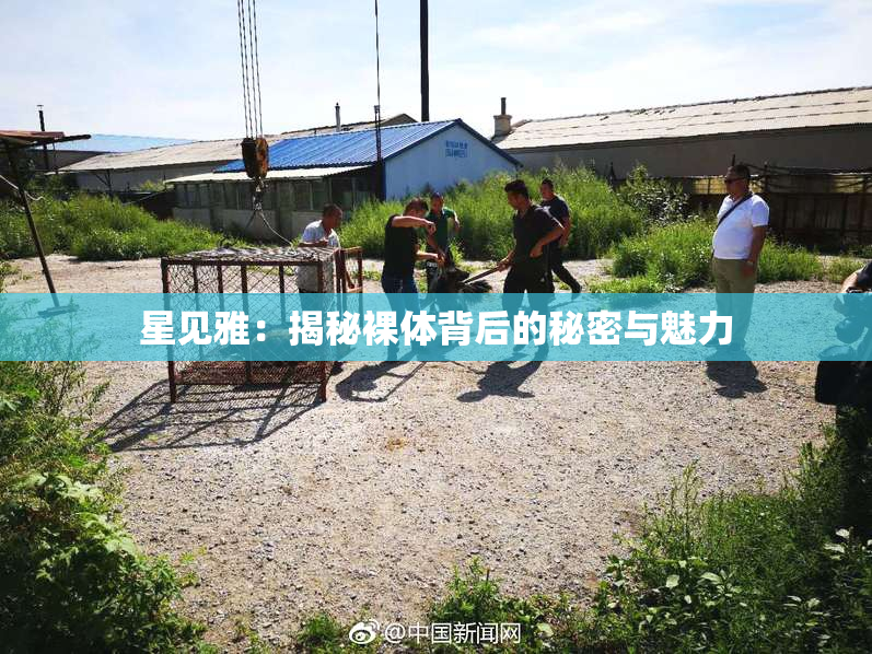 星见雅：揭秘裸体背后的秘密与魅力