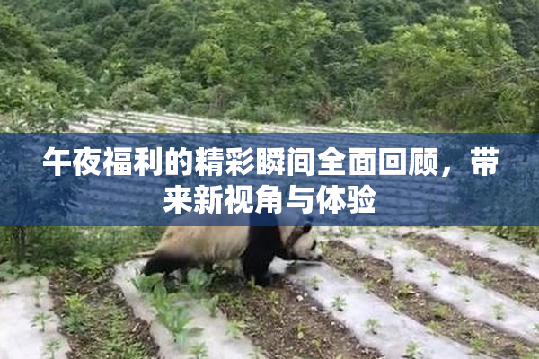 午夜福利的精彩瞬间全面回顾，带来新视角与体验