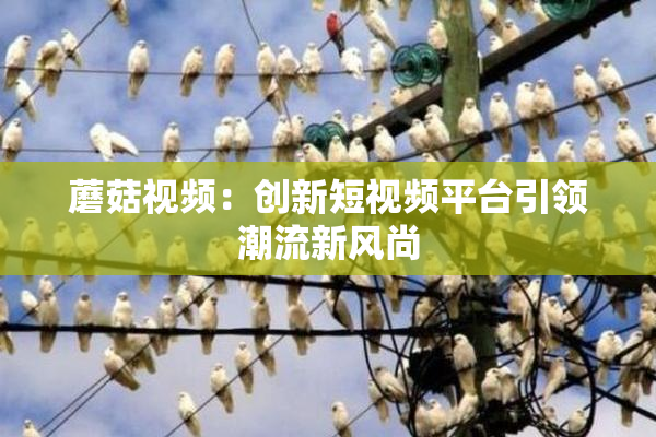 蘑菇视频：创新短视频平台引领潮流新风尚