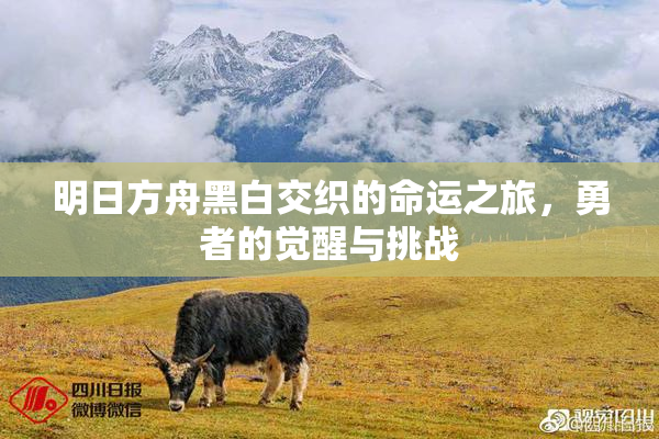 明日方舟黑白交织的命运之旅，勇者的觉醒与挑战