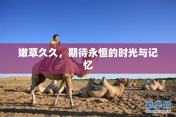 嫩草久久，期待永恒的时光与记忆