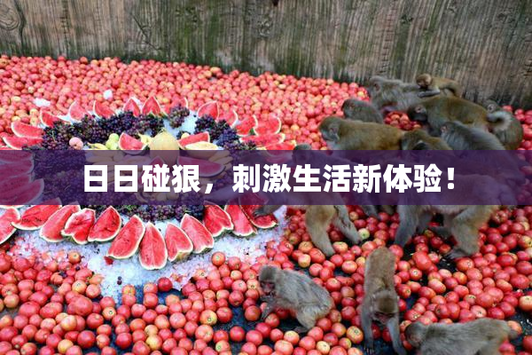 日日碰狠，刺激生活新体验！