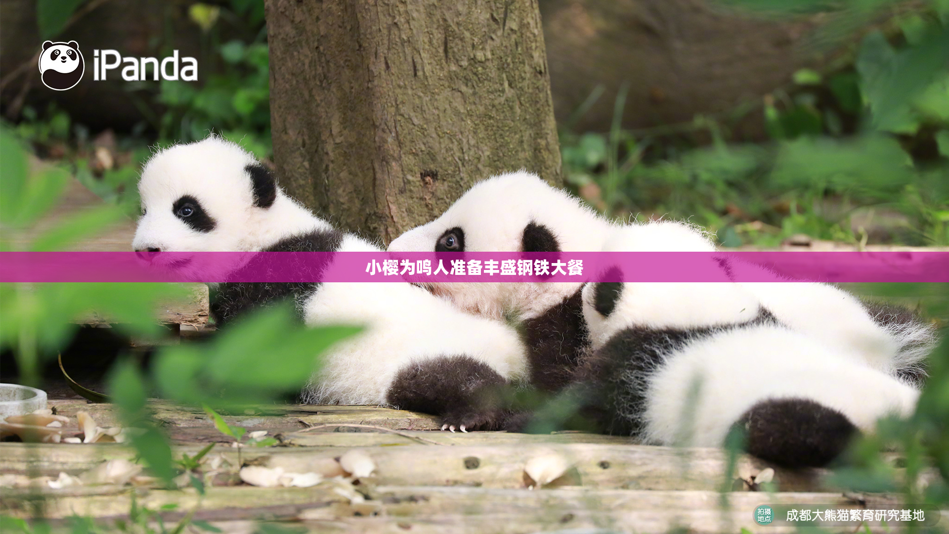 小樱为鸣人准备丰盛钢铁大餐