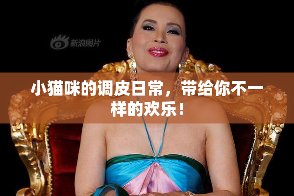 小猫咪的调皮日常，带给你不一样的欢乐！