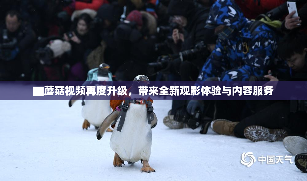 ▇蘑菇视频再度升级，带来全新观影体验与内容服务