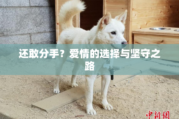 还敢分手？爱情的选择与坚守之路