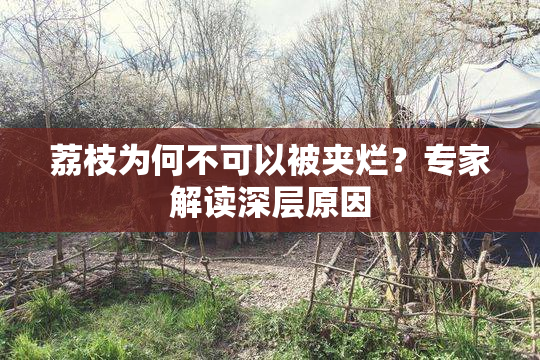 荔枝为何不可以被夹烂？专家解读深层原因