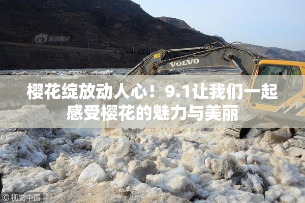 樱花绽放动人心！9.1让我们一起感受樱花的魅力与美丽
