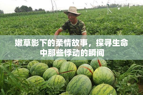 嫩草影下的柔情故事，探寻生命中那些悸动的瞬间