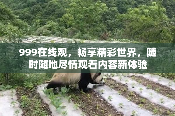 999在线观，畅享精彩世界，随时随地尽情观看内容新体验