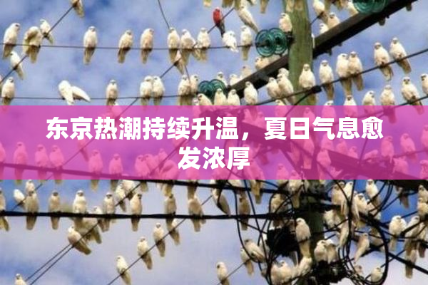 东京热潮持续升温，夏日气息愈发浓厚